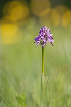 Orchis militaris