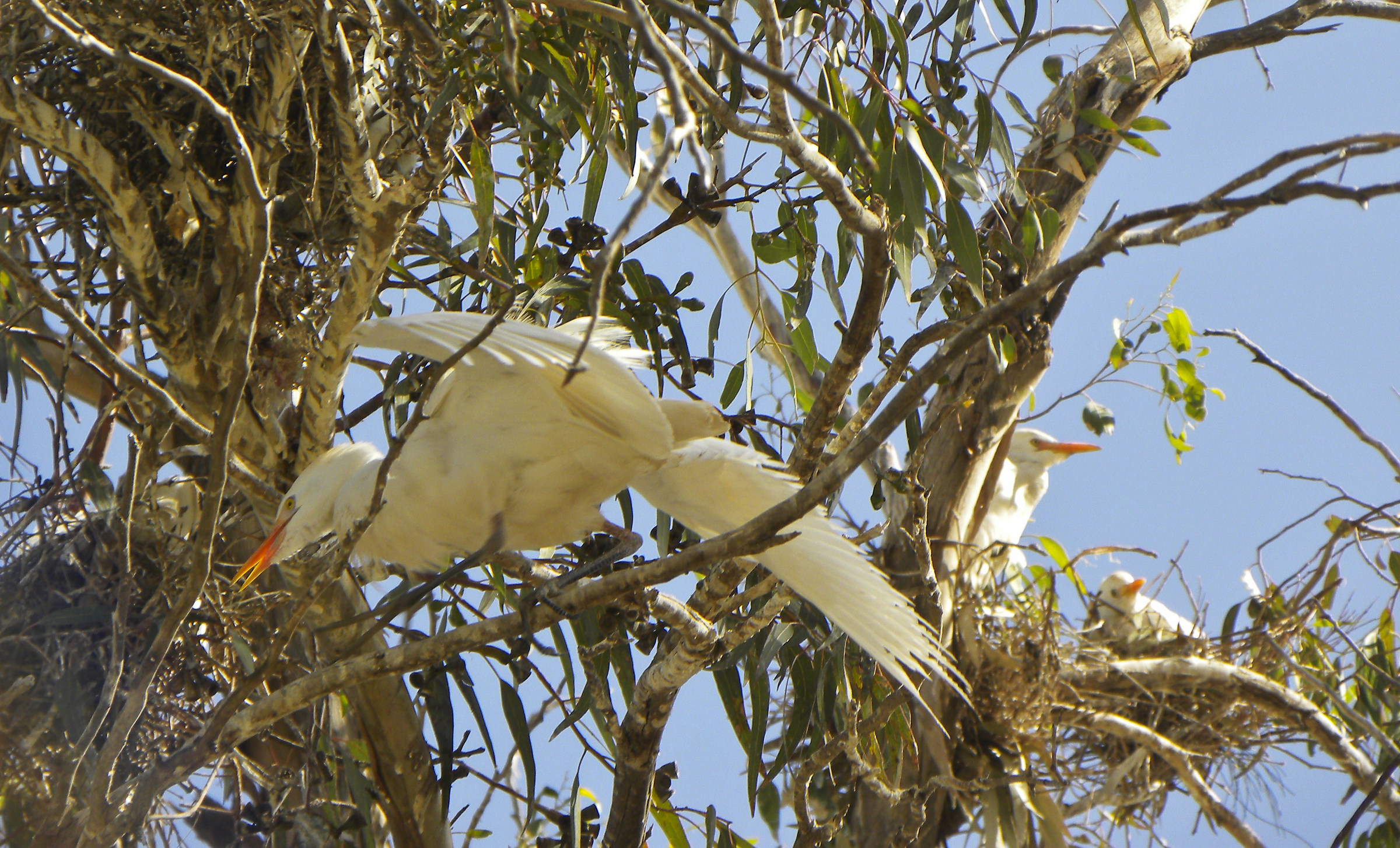 Mamma Ibis e pulcini, incontrati a Tiznit (Marocco)