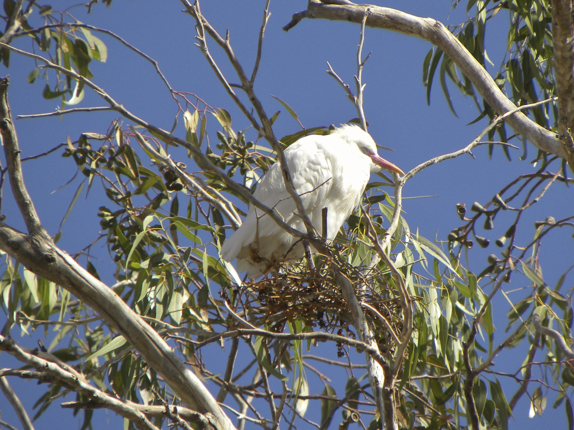 Ibis dormiglione, incontrato a Tiznit (Marocco)