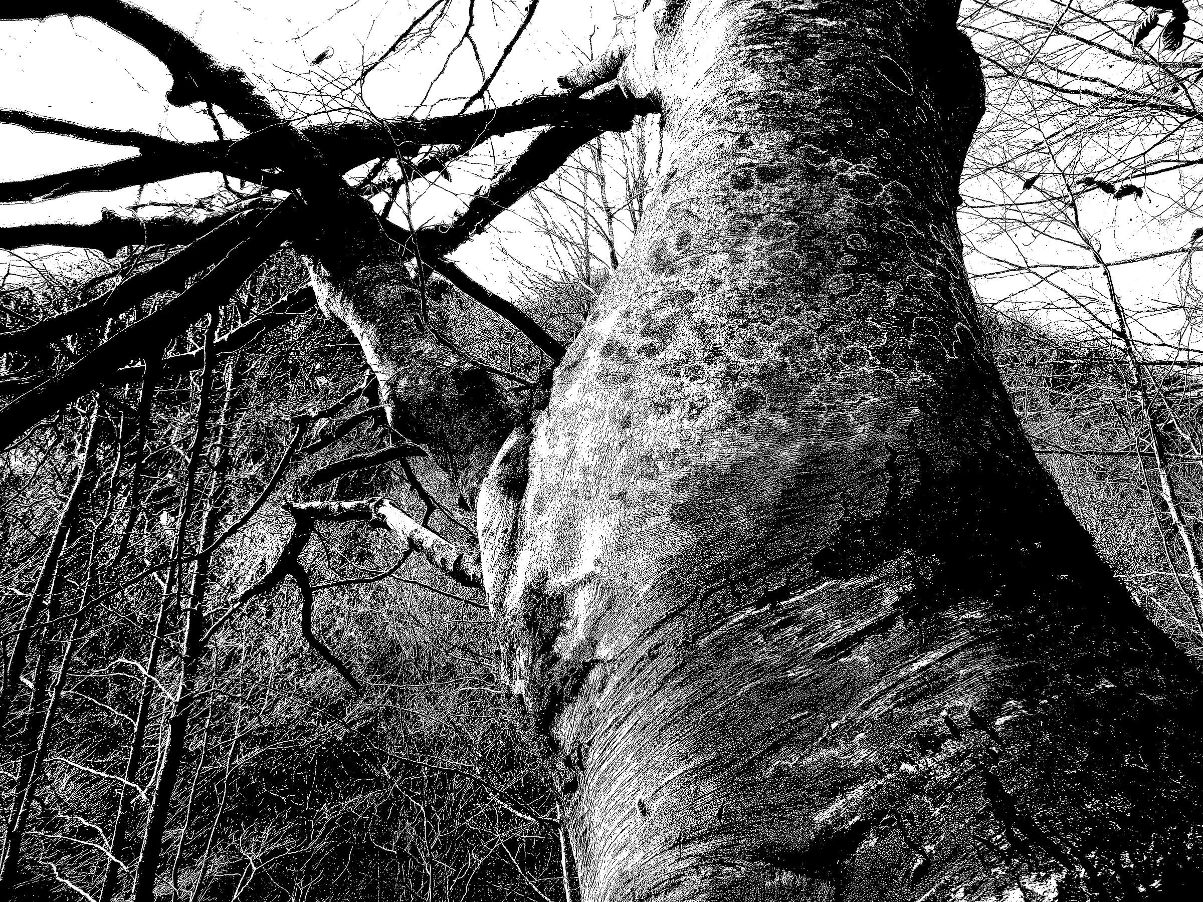 Beech - The body of the Dragon