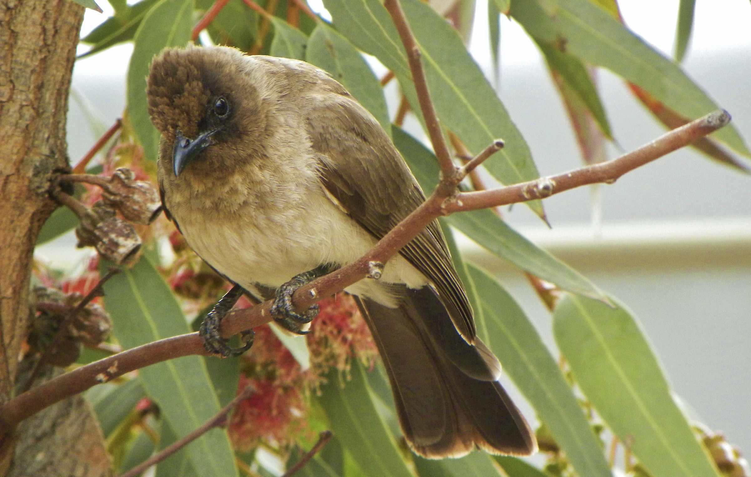 Uccello golosone che aspetta il suo turno