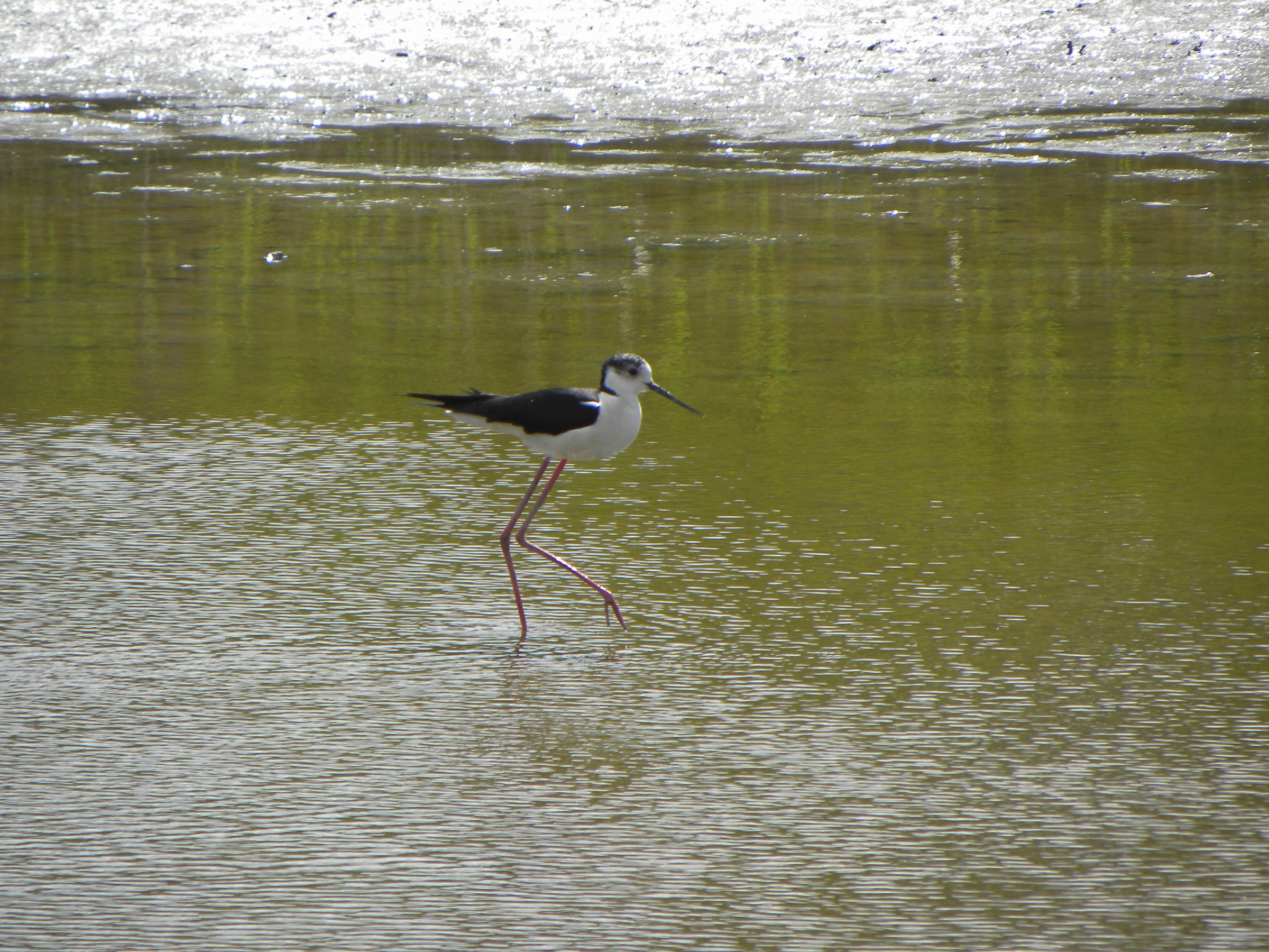 Ballerina, incontrata in Camargue presso Aigues Mortes