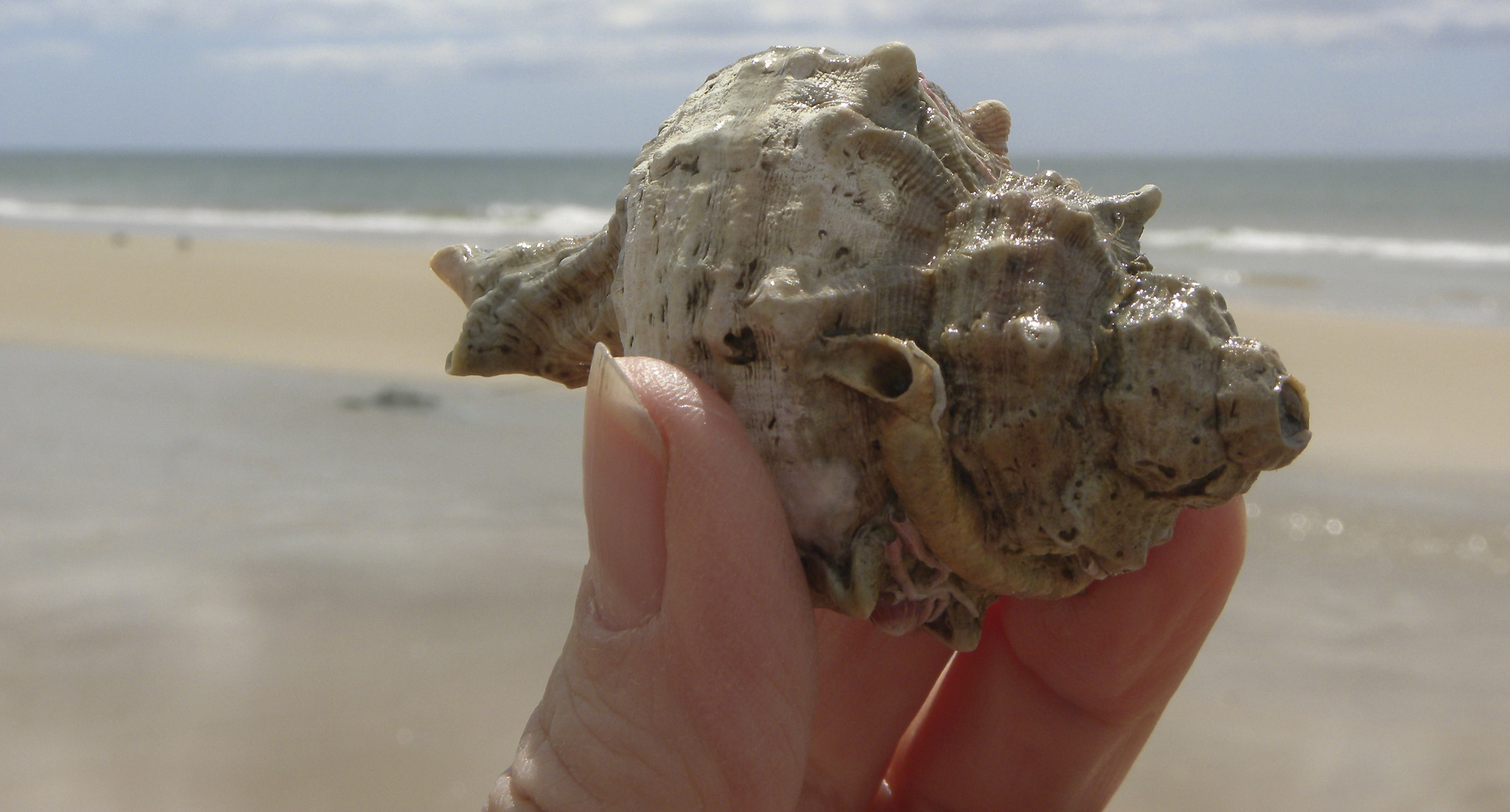 Conchiglia trovata in spiaggia, in Portogallo