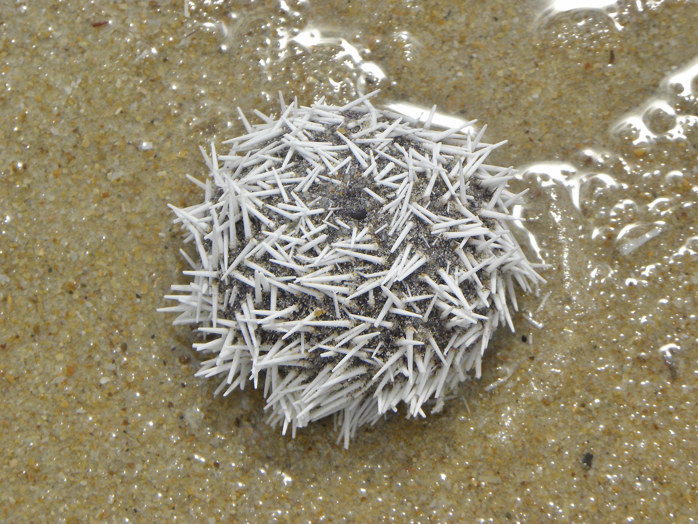Riccio di mare, incontrato in spiaggia, in Portogallo