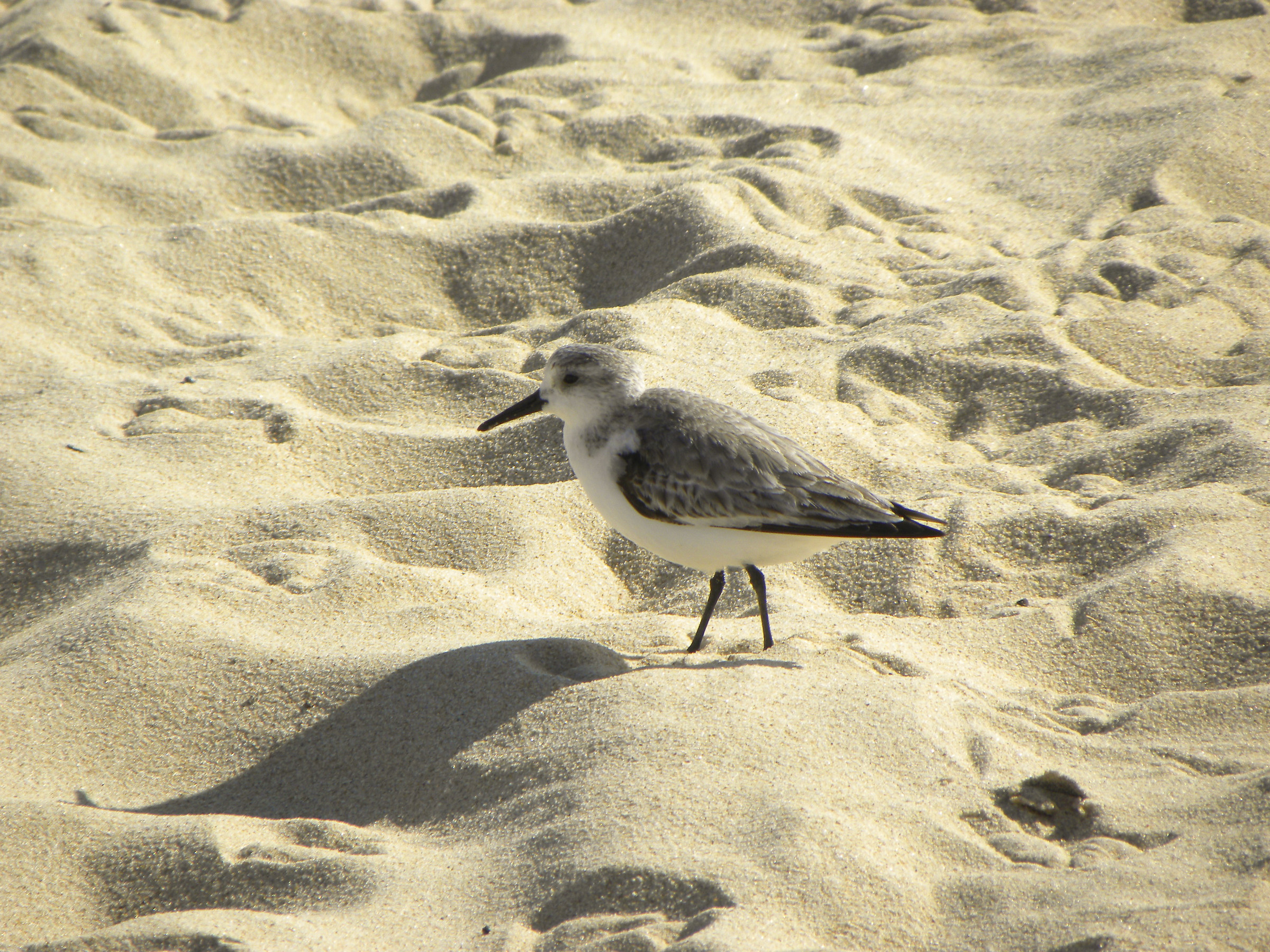 Calidris, incontrato a Monte Gordo (Algarve) Portogallo