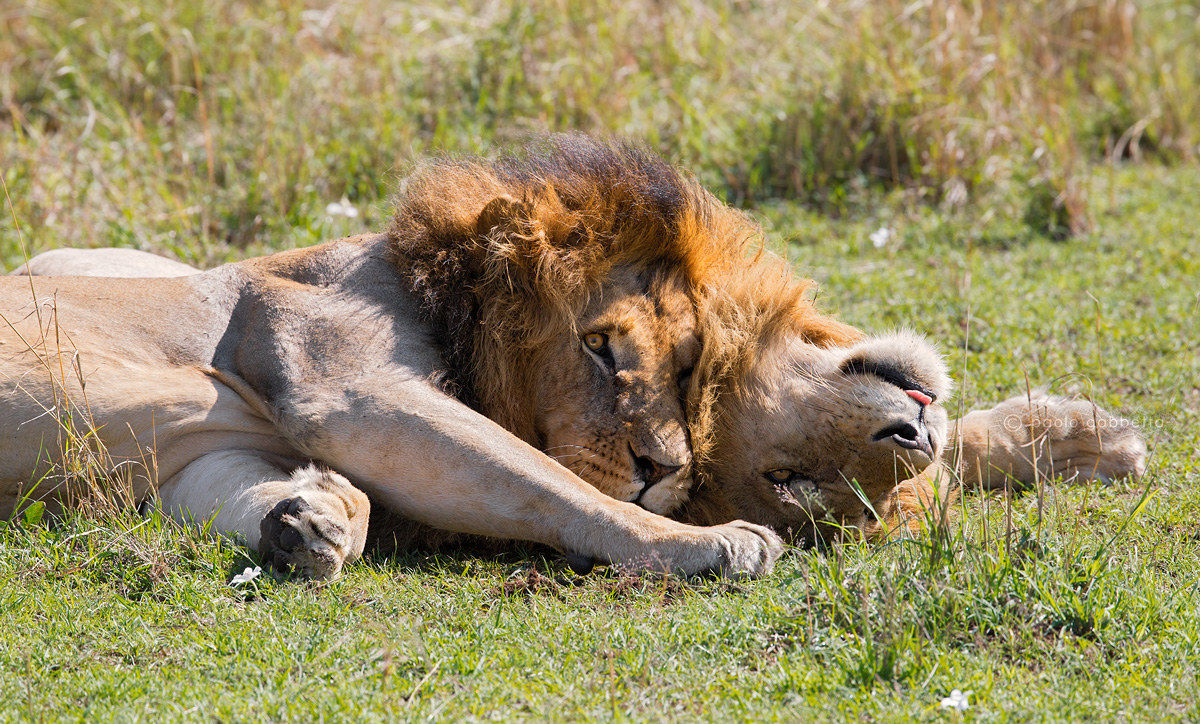 Due simpatici fratelloni