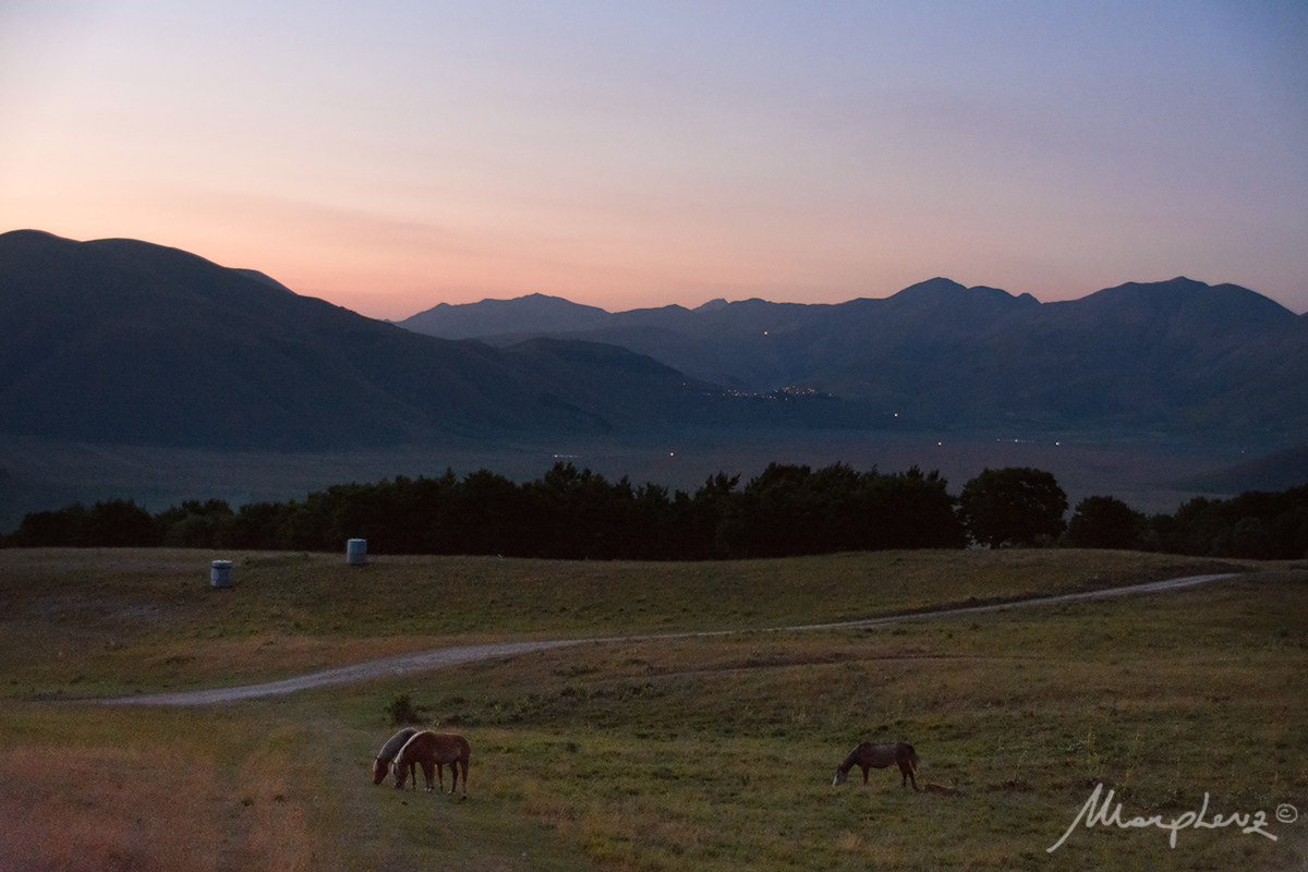 Wild horses in Castelluccio