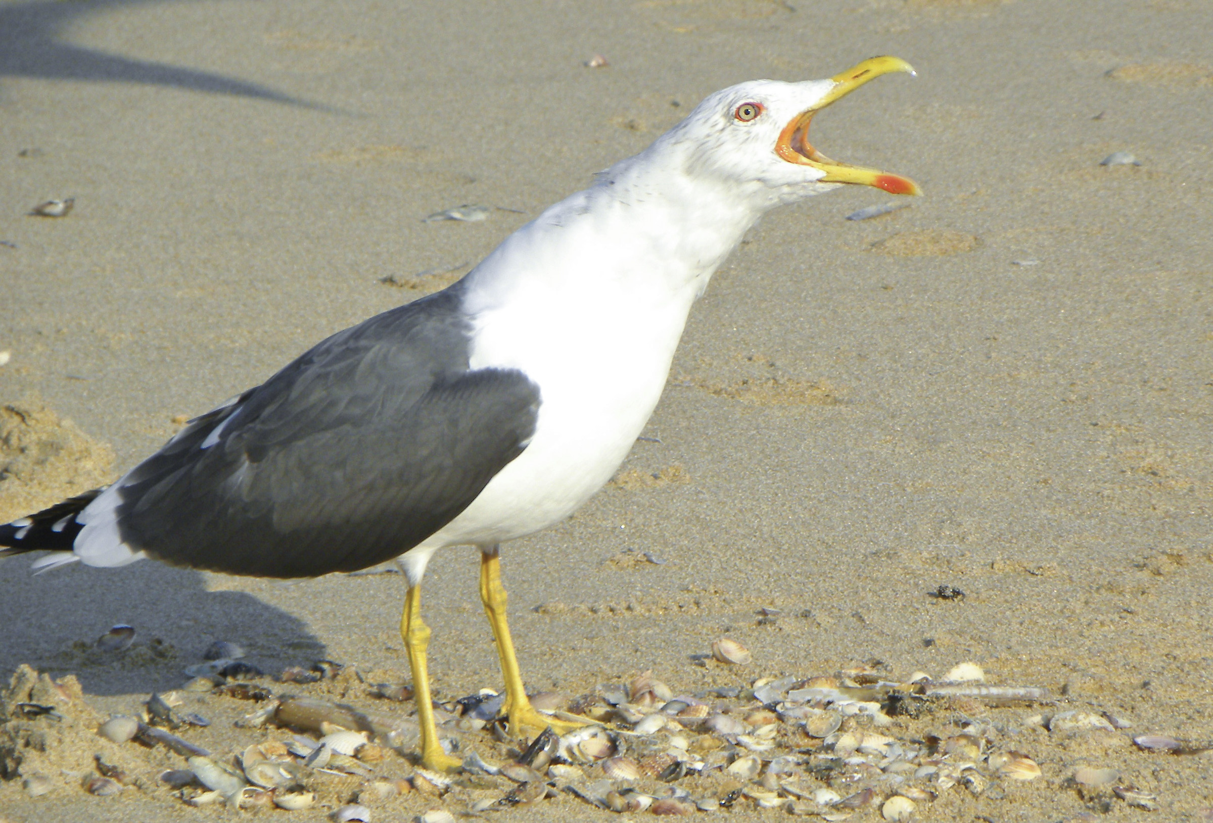 A taavolaaaaa !!! Gabbiano incontrato in Portogallo