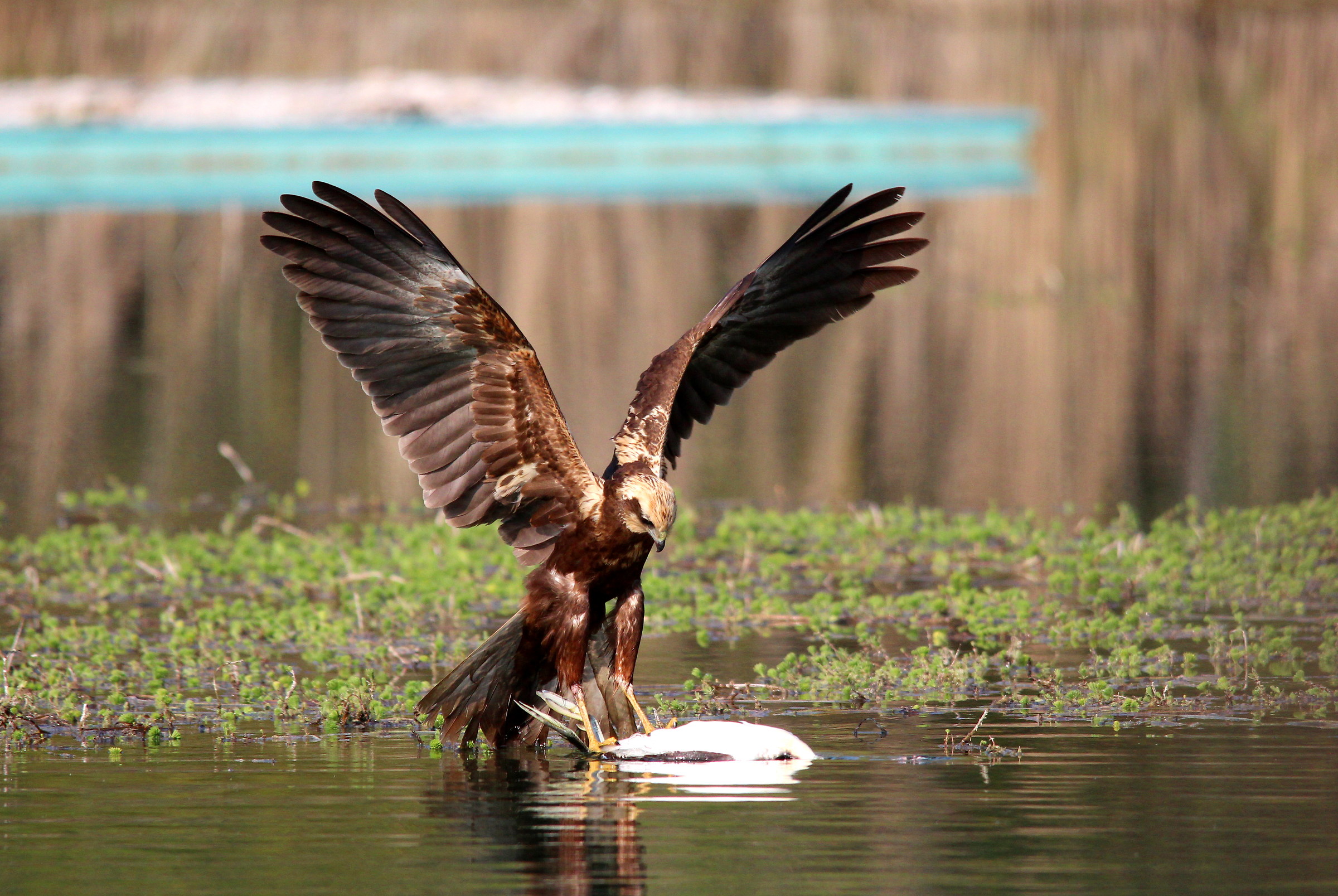 Falco di Palude e carcassa