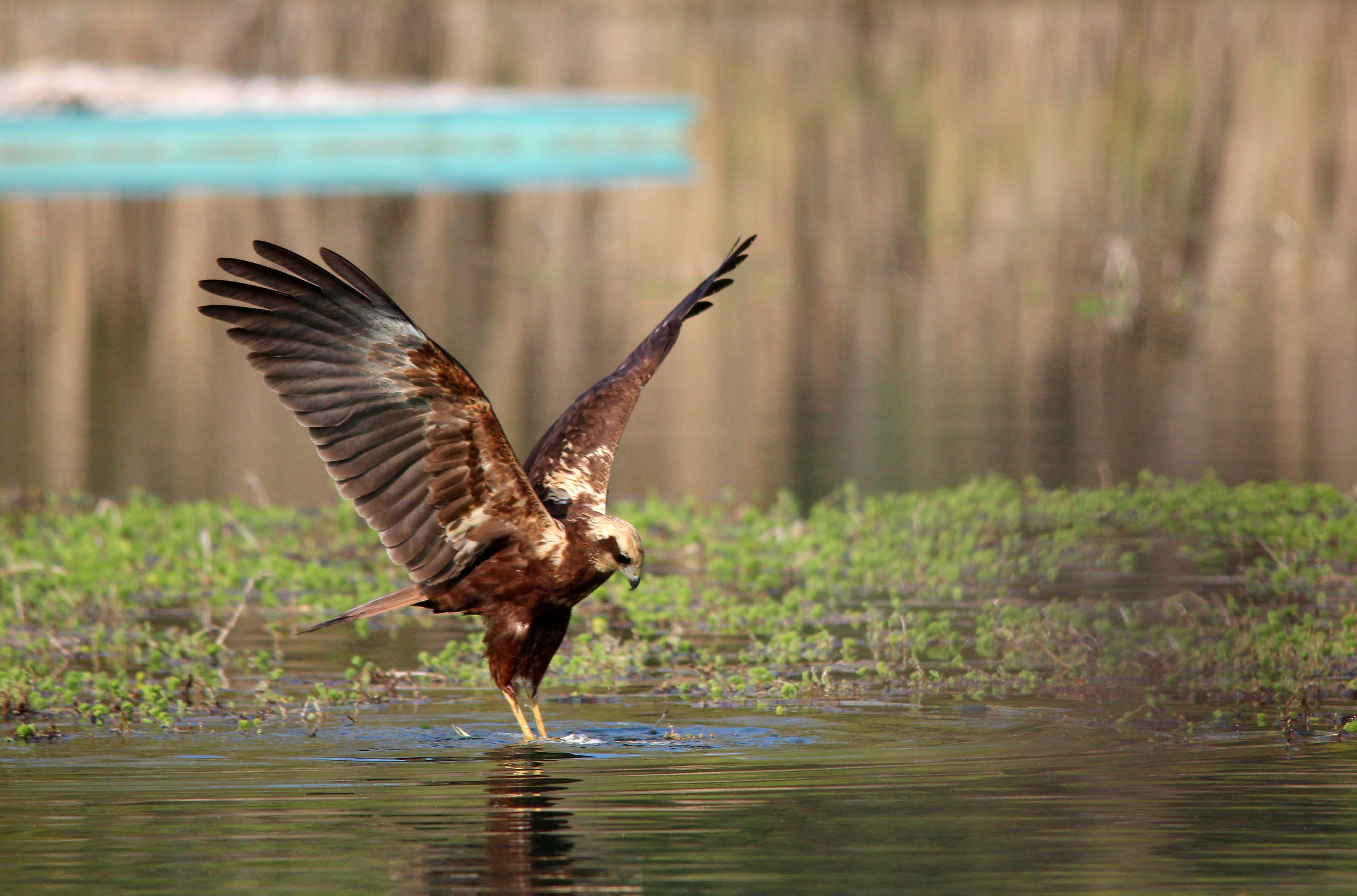 Falco di Palude e carcassa