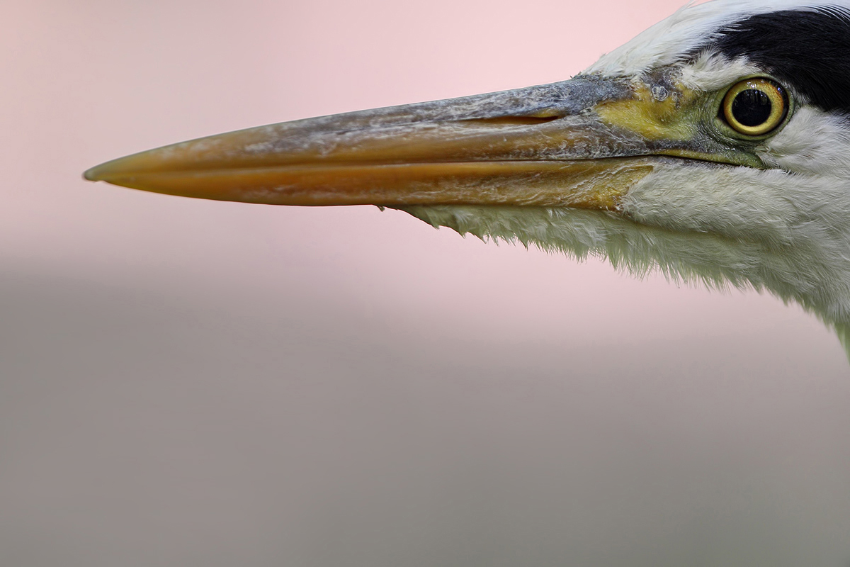 Great blue heron closeup  1120mm