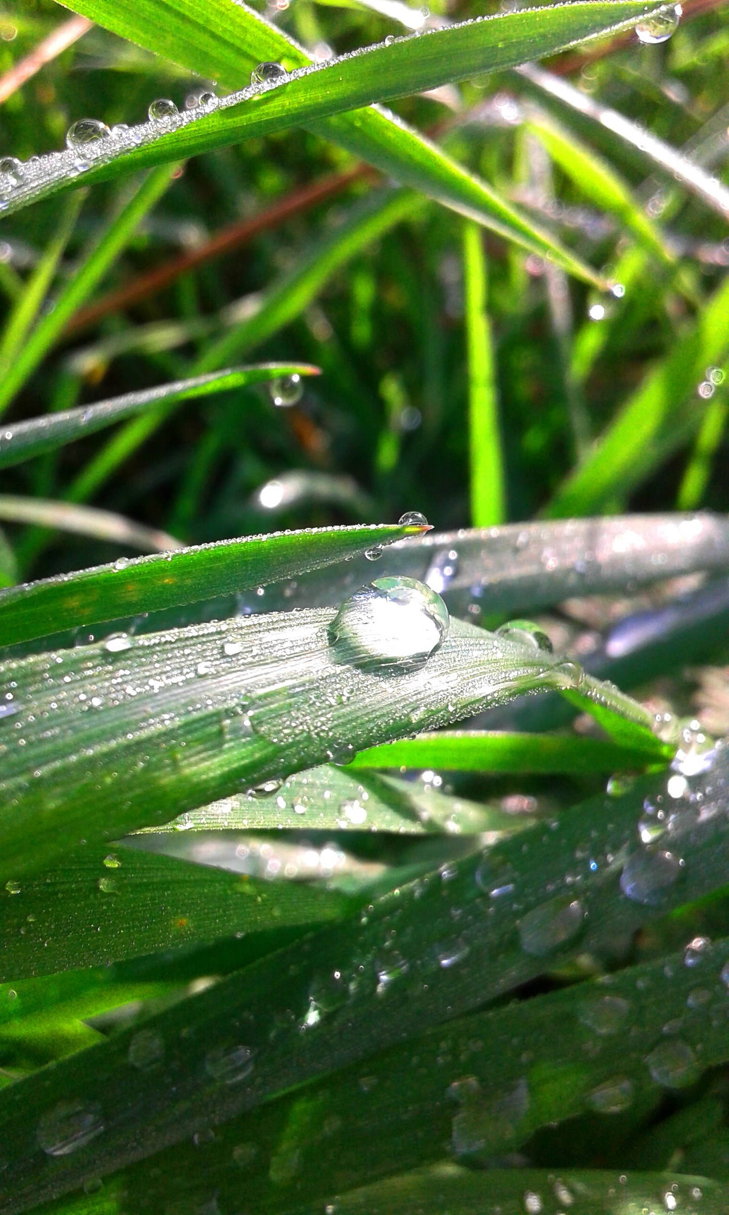 After rain - St. Gilles, Camargue, France