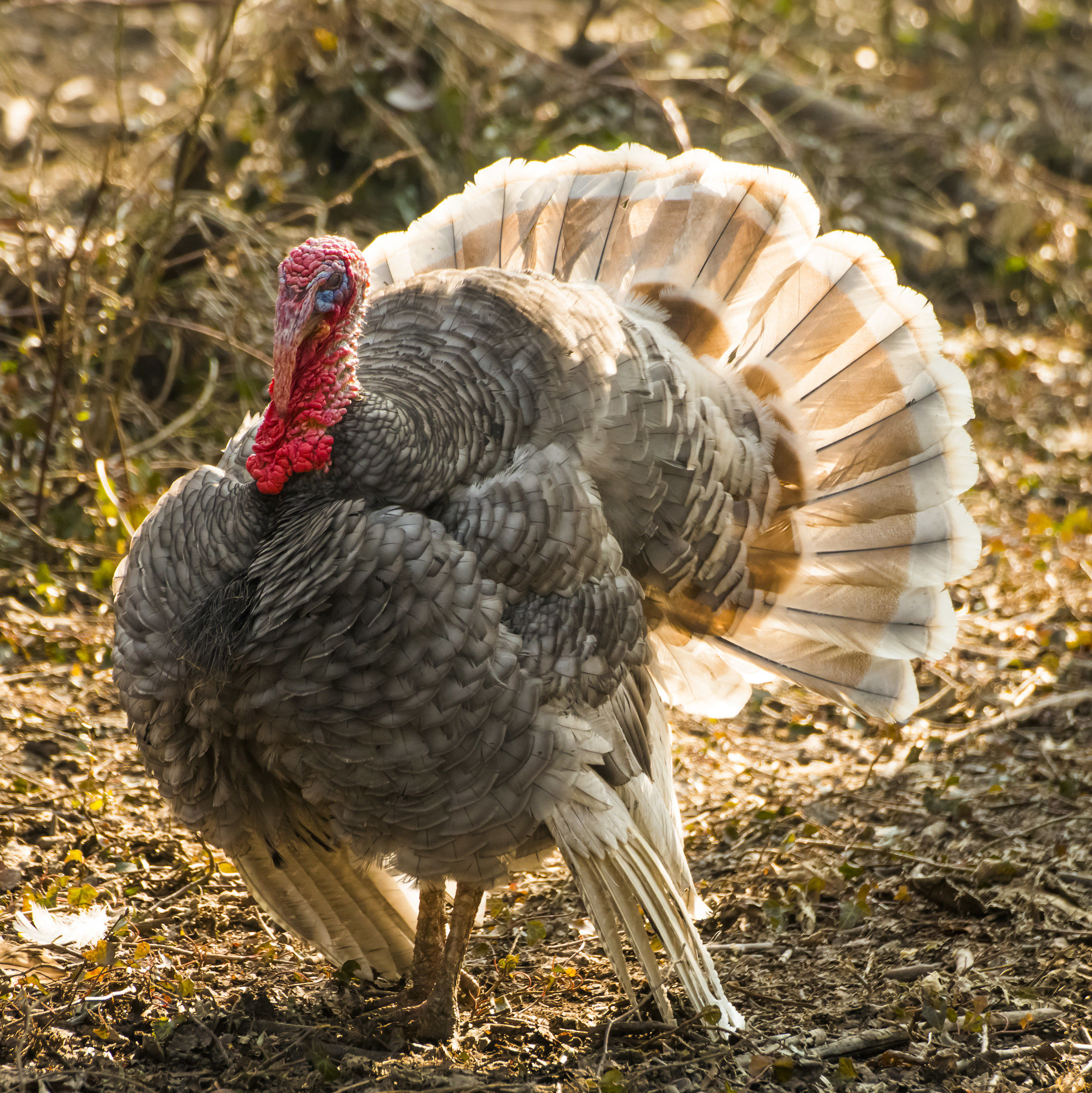 Basta con i soliti uccellini!