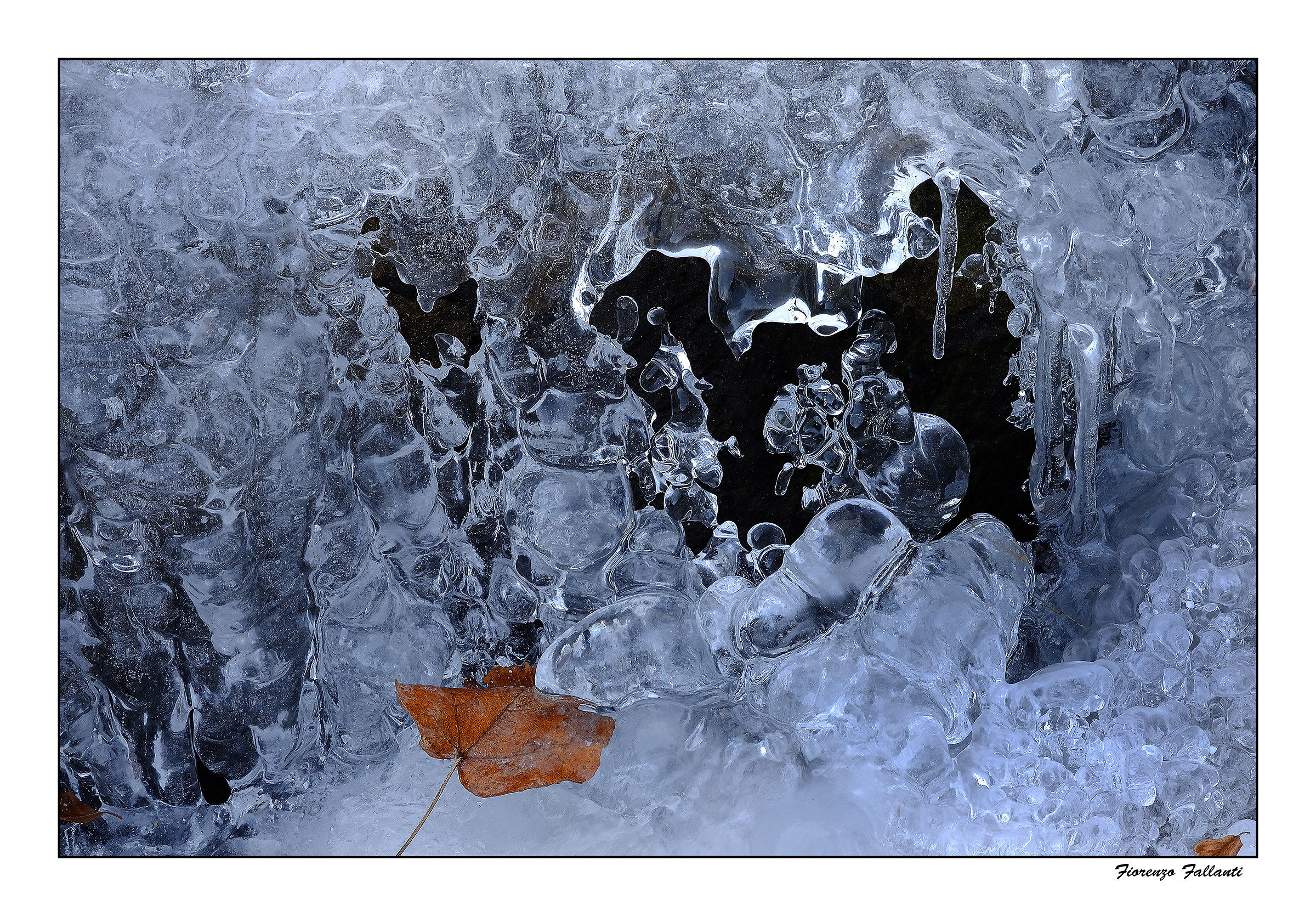 ... Freddi ravines ...