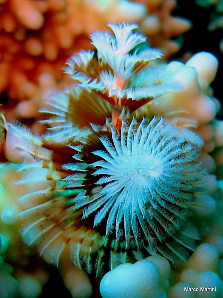 Christmas tree worm