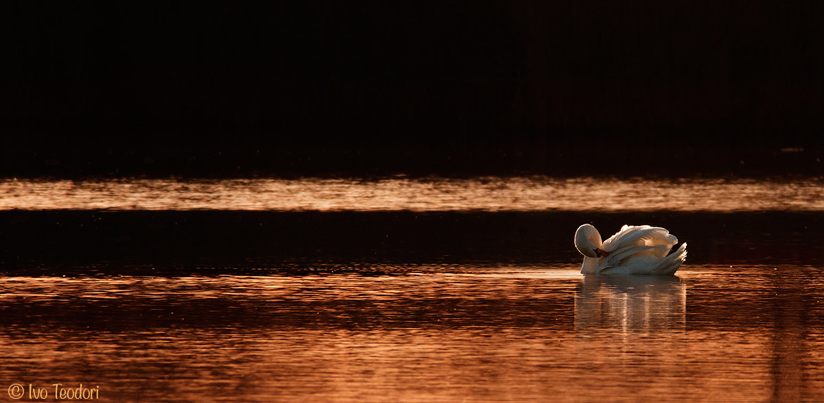 Sunset to a swan.
