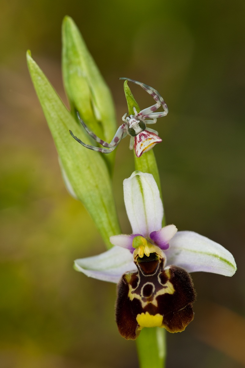 the spider and orchid