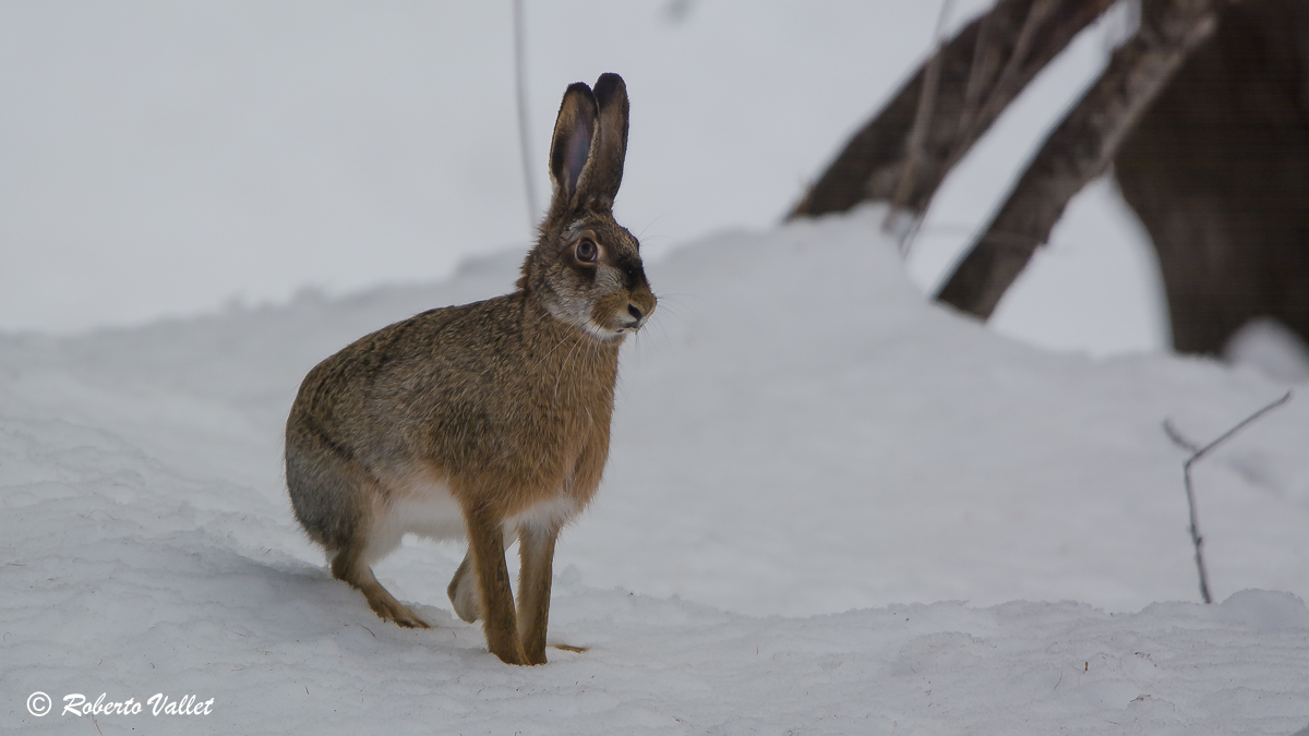 Bravo, fermati lì un attimo...
