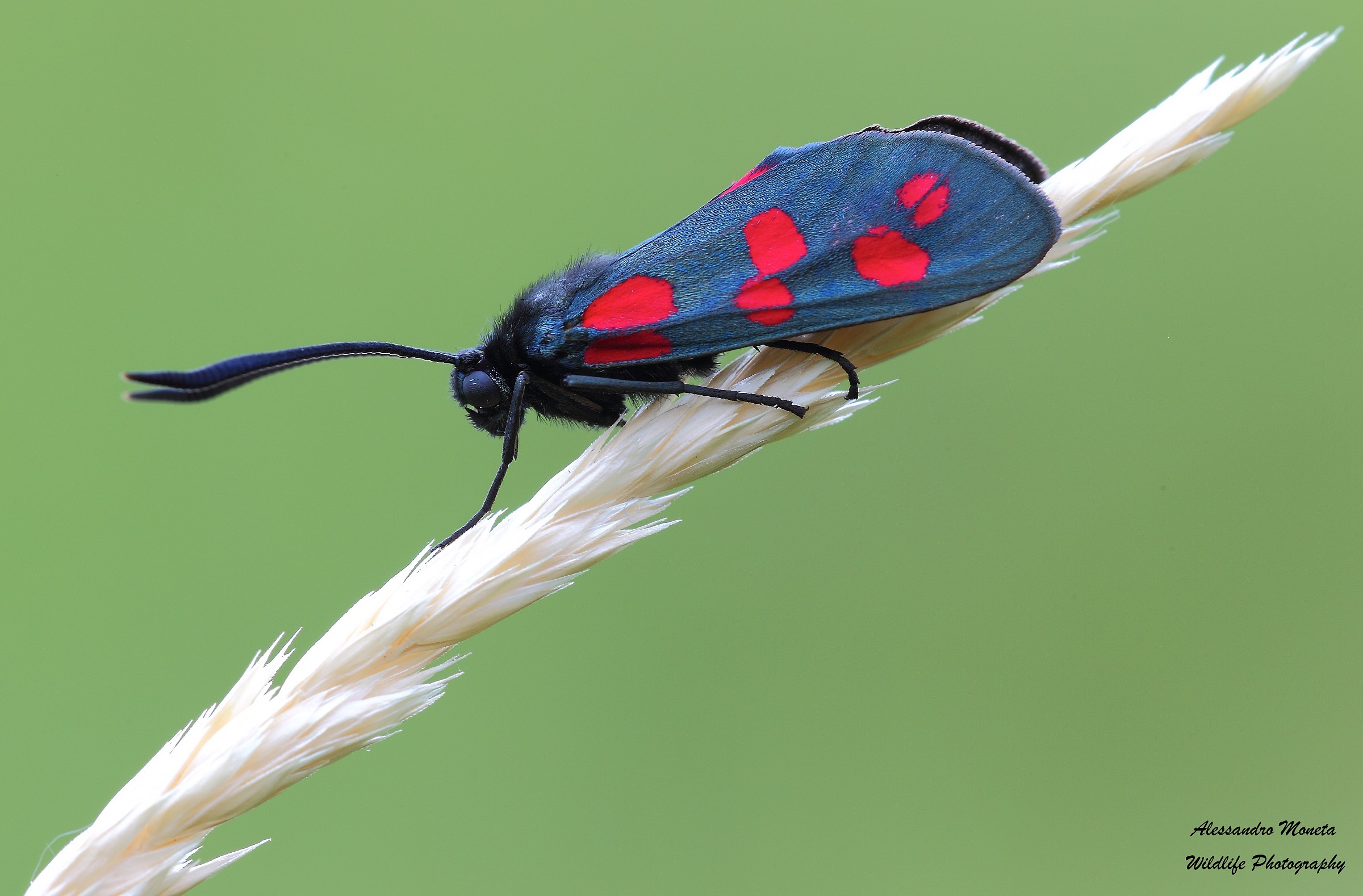 Zygaena
