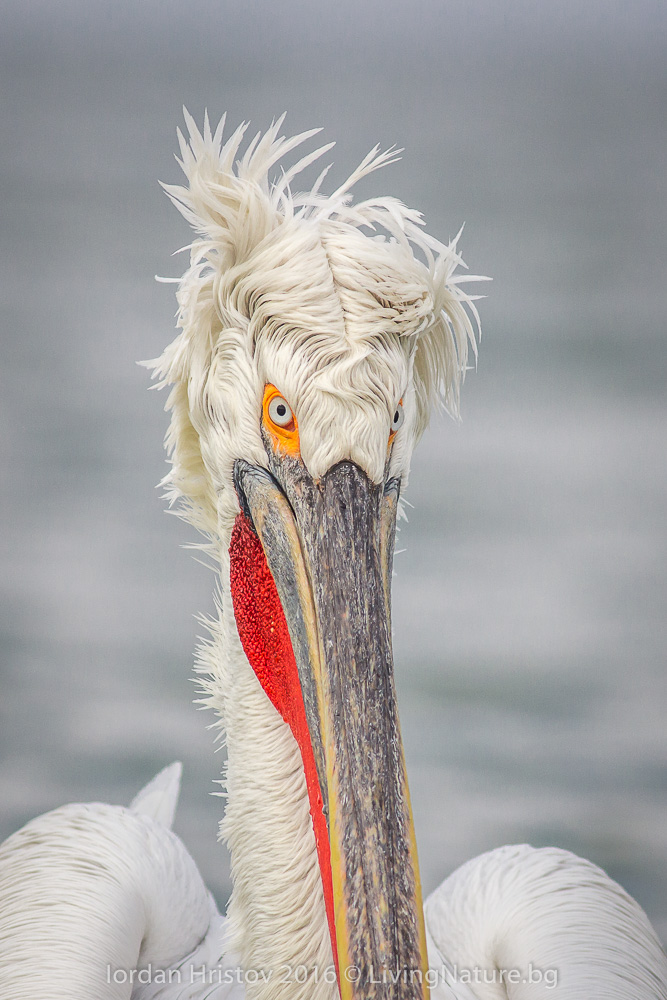Dalmatian pelican photos