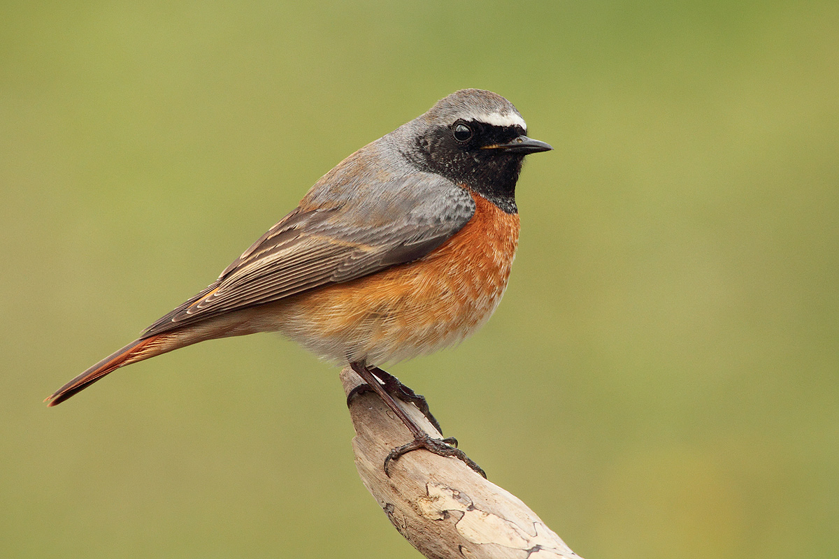 Redstart