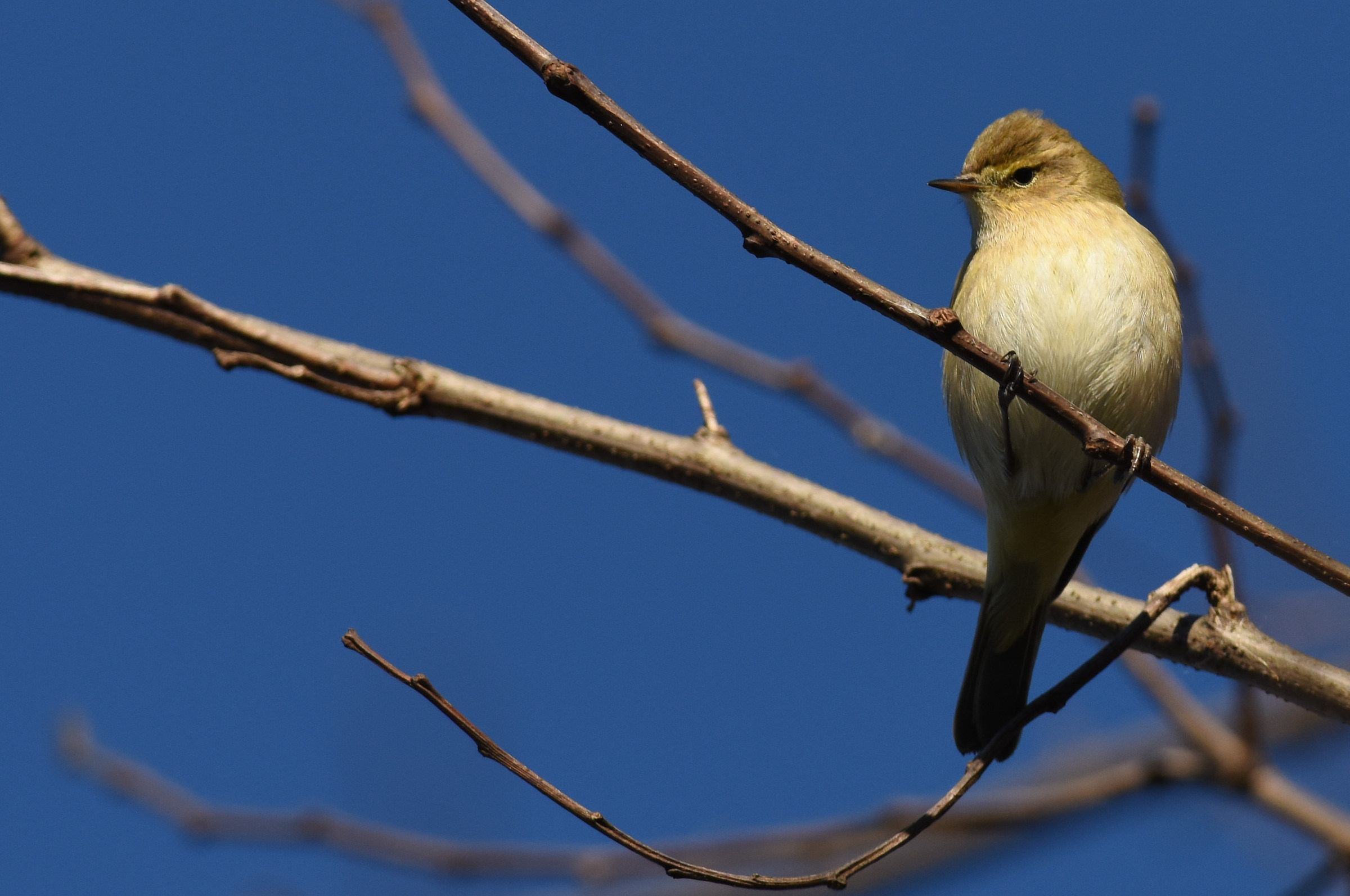 Luì è abbastanza grande