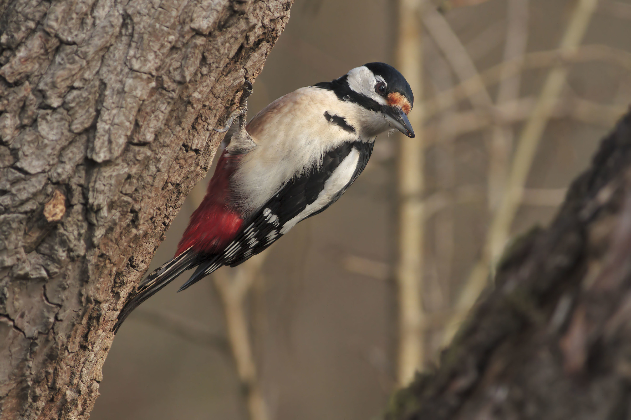 My first Picchio Rosso