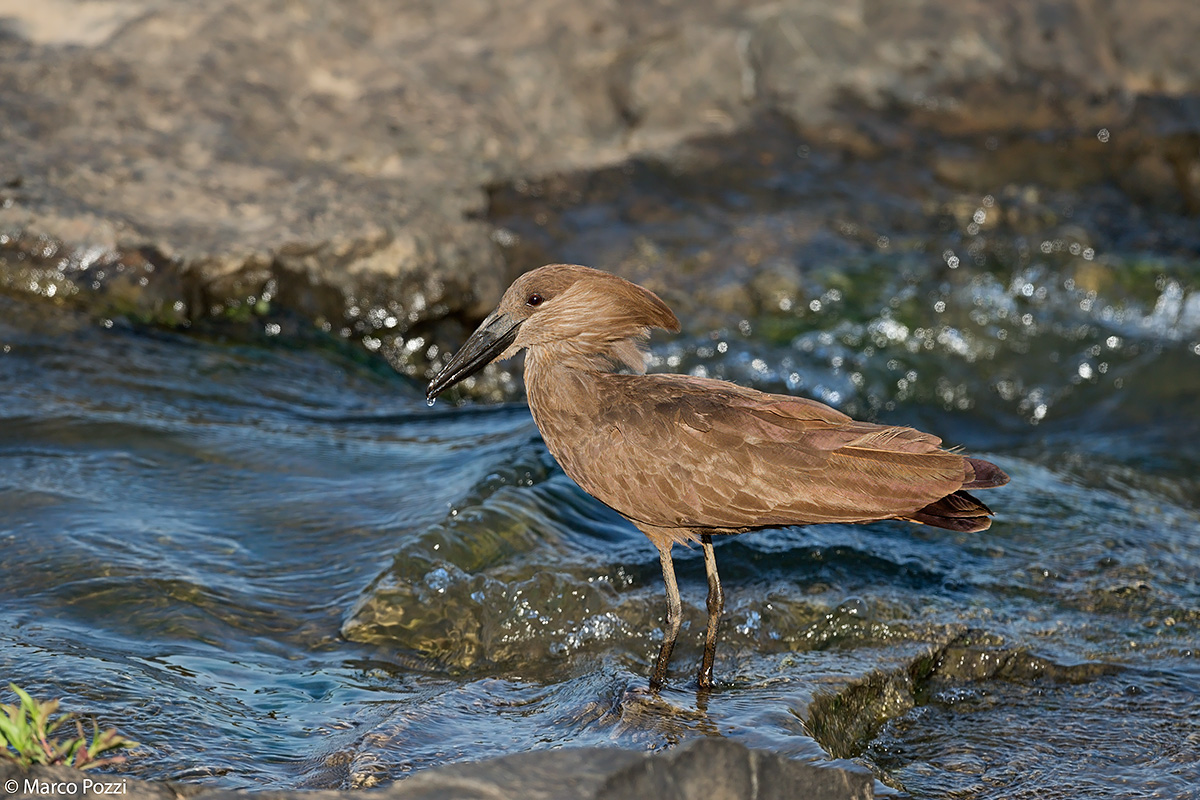 Homerkop in the water