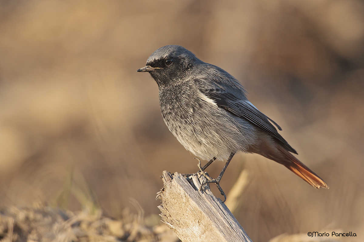 Codirosso spazzacamino