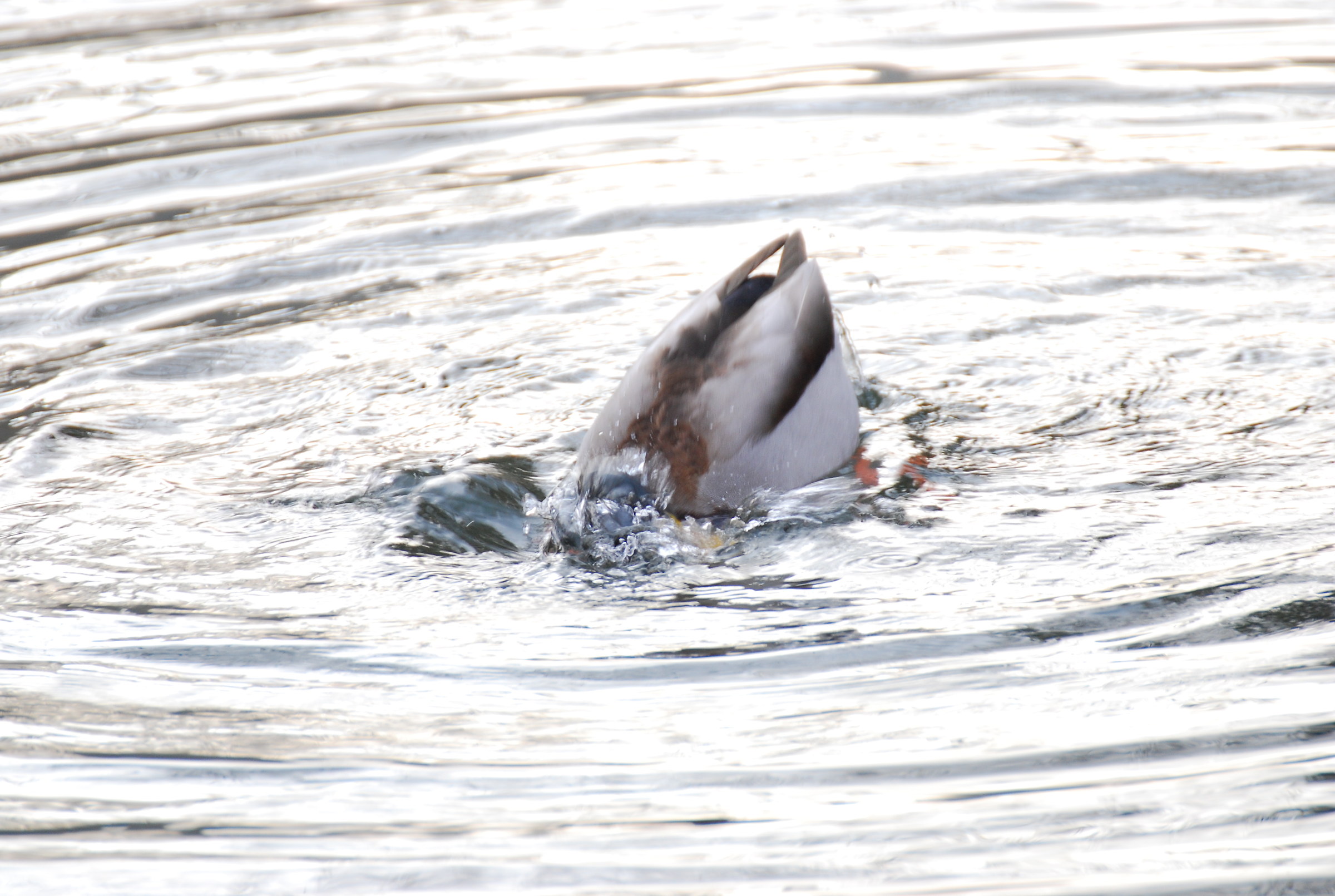 ricerca ... subacquea