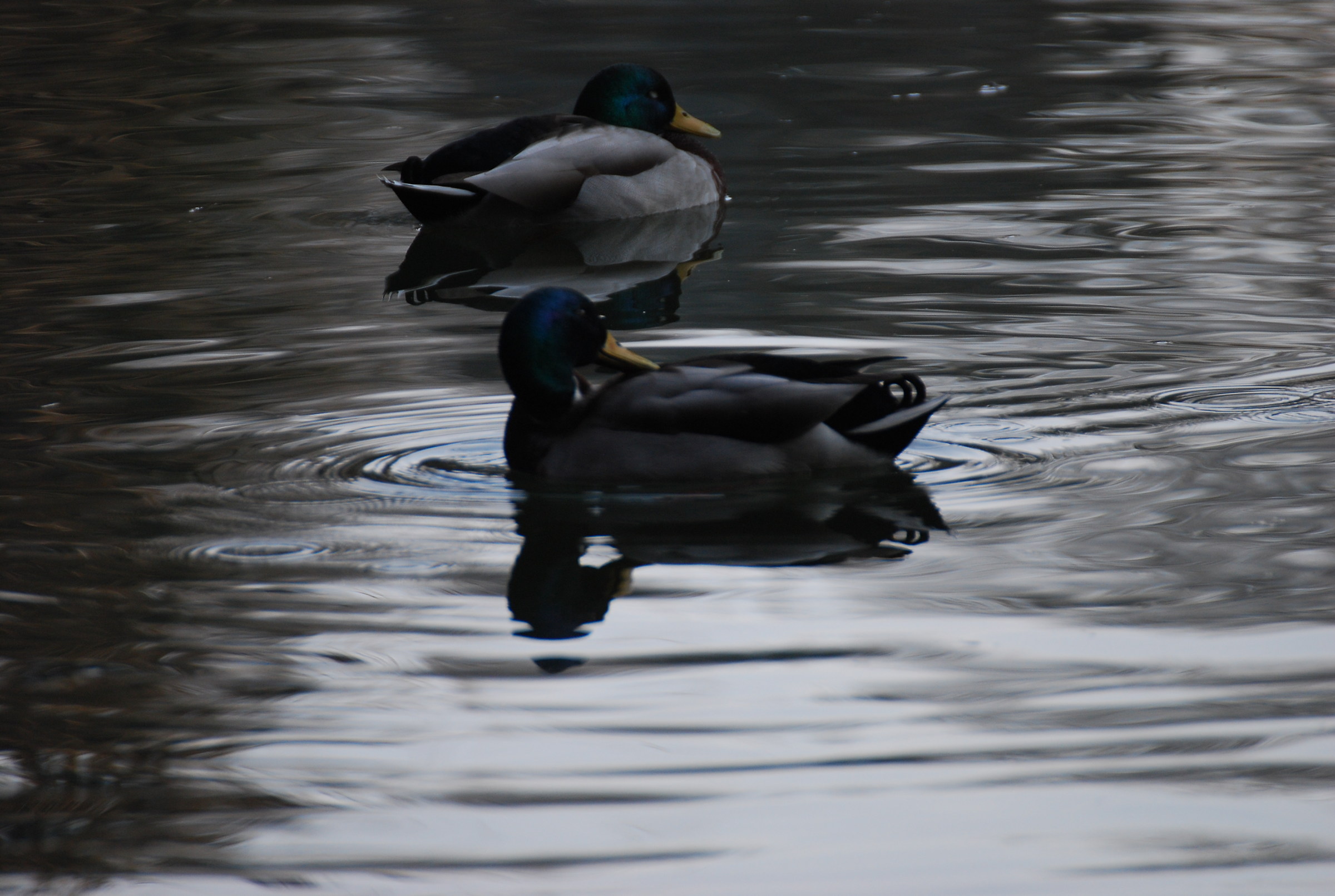 controluce a becco ...d'oca