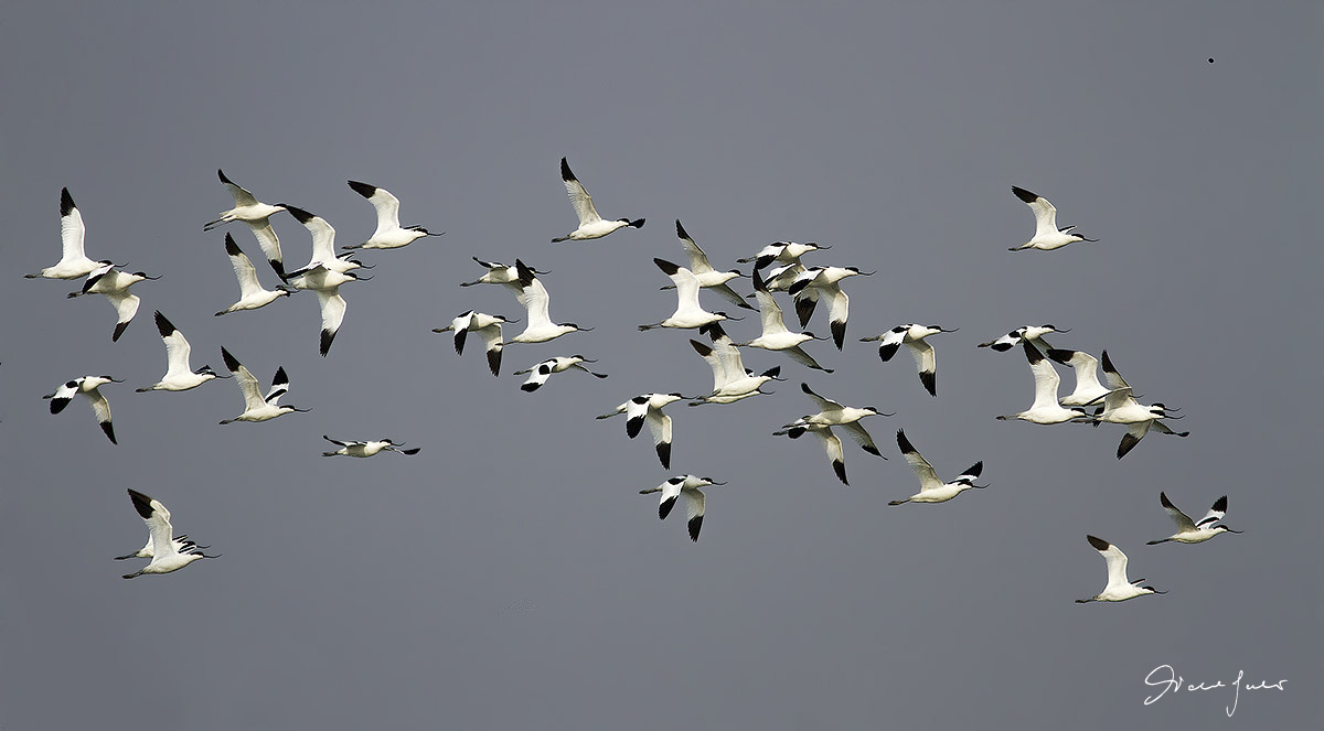 Avocets