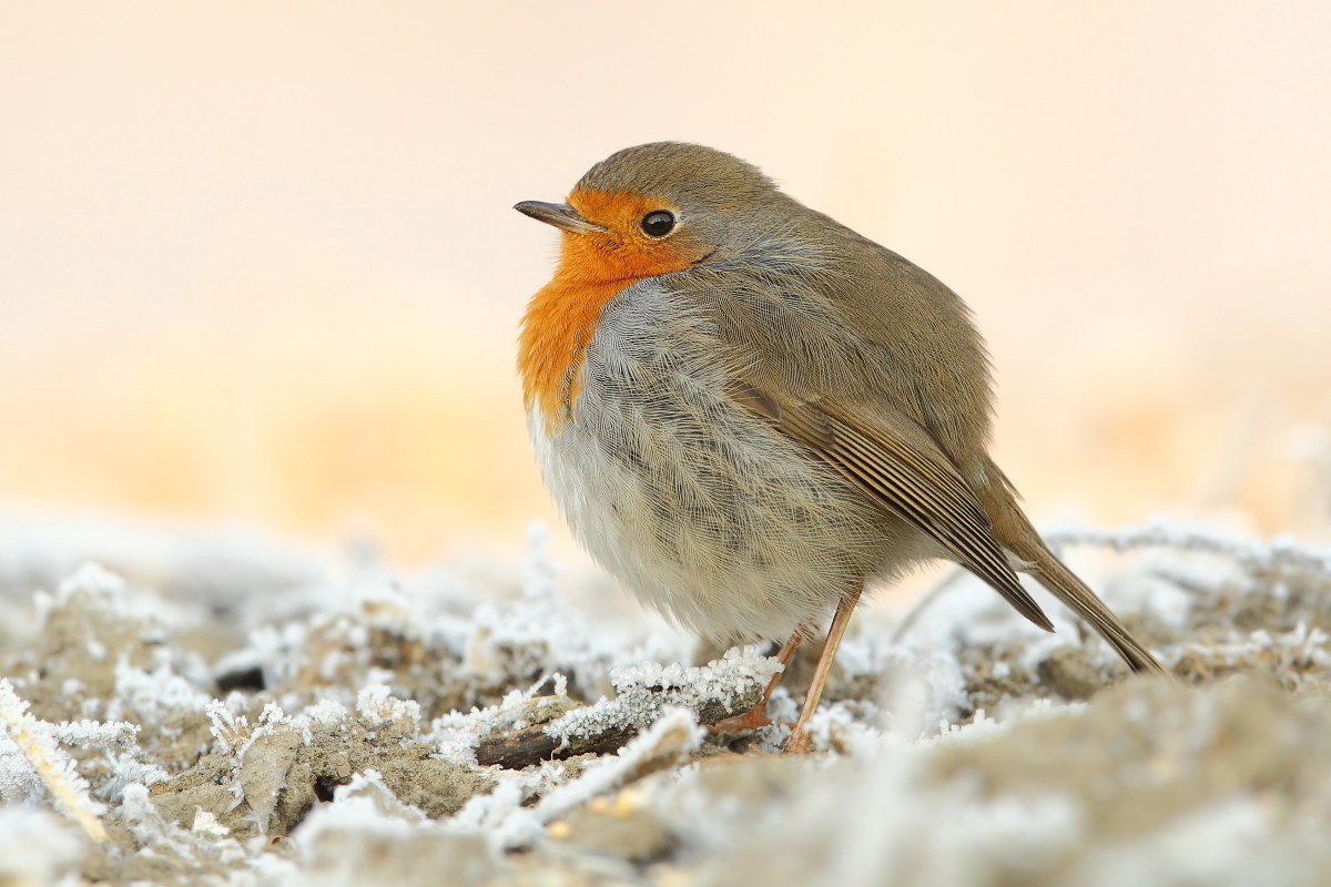 Robin