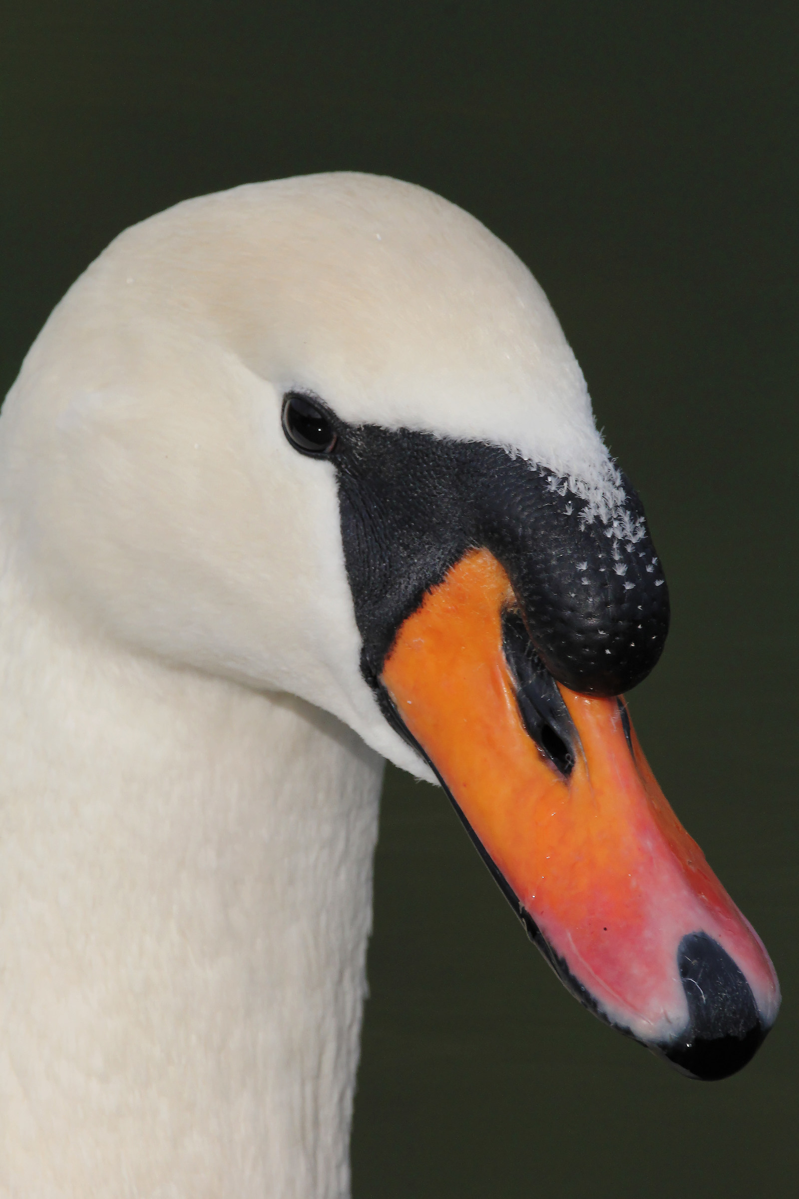 Cigno