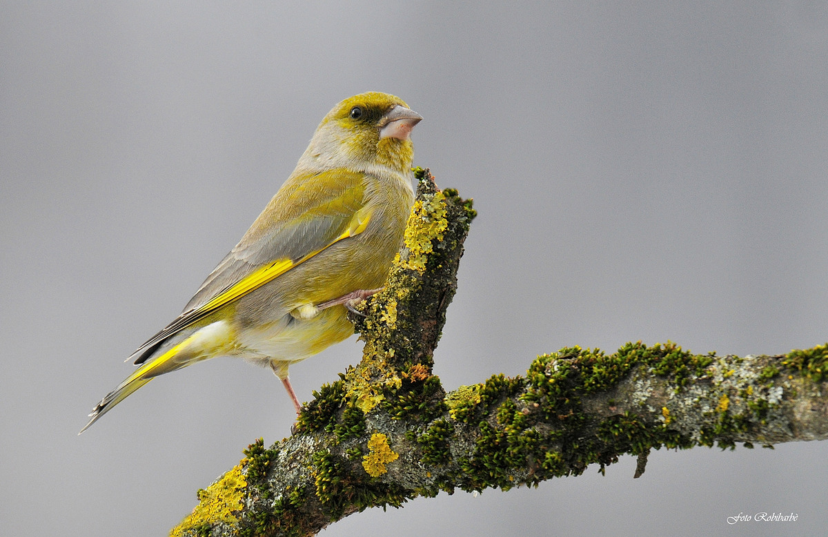 Verdone...mimetismo cromatico...