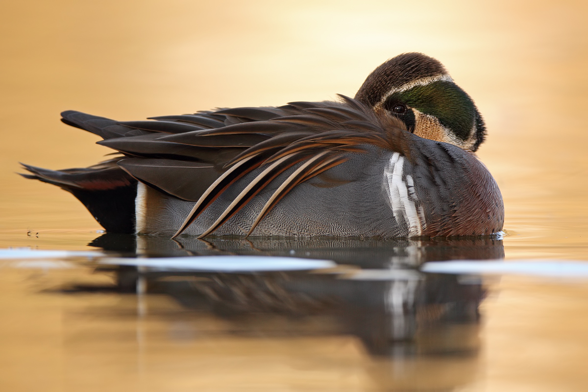 Baikal teal