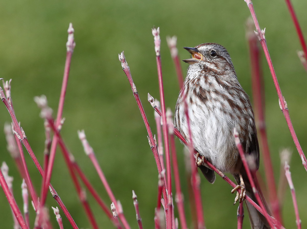 Messa a punto per la primavera