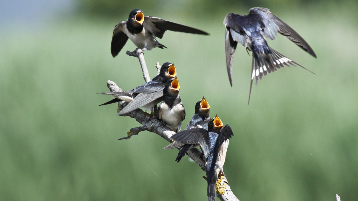 Rondini in attesa della pappa