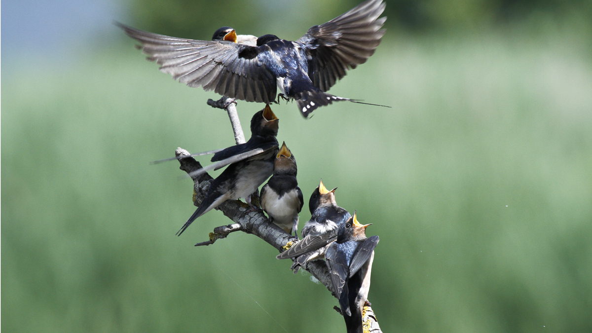 Rondini in attesa della pappa