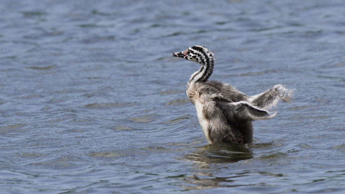 Pullo di Svasso Maggiore