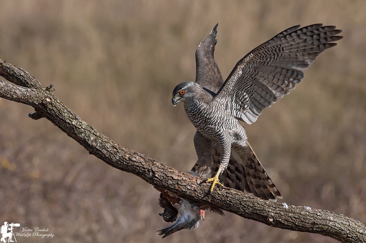 Goshawk with prey ...