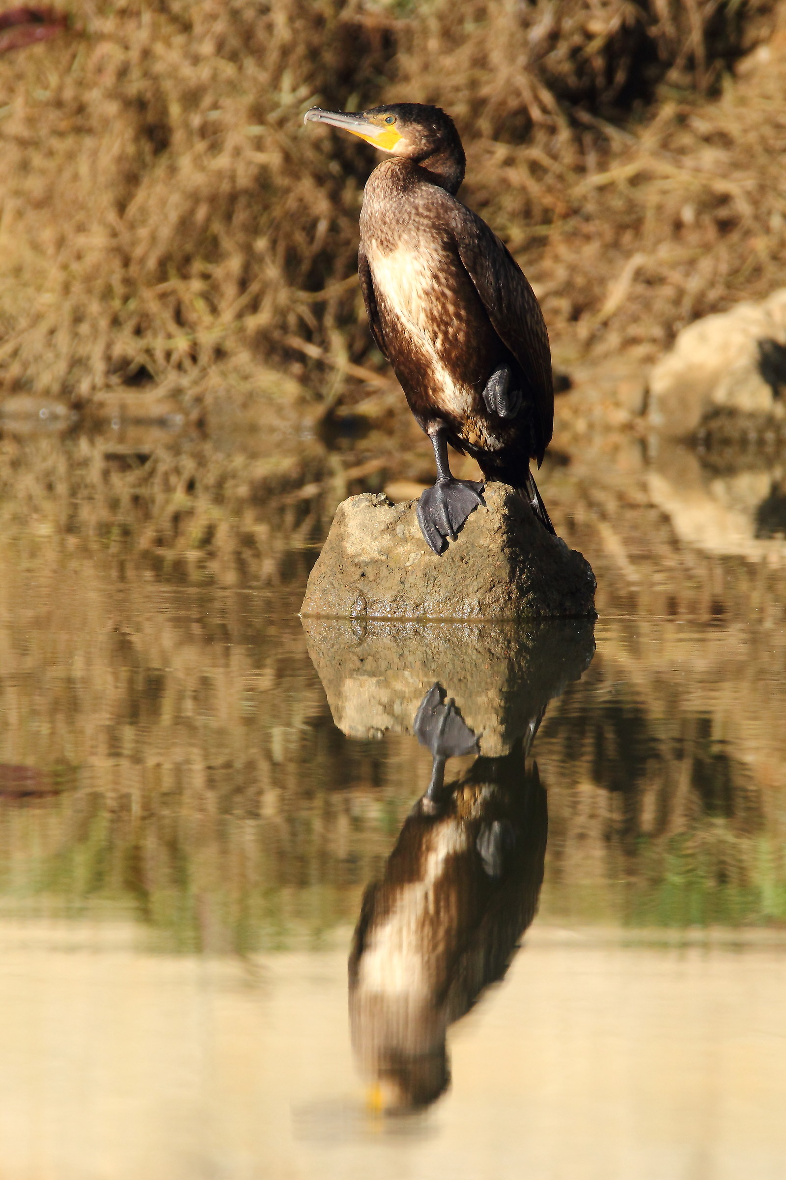 Cormorano