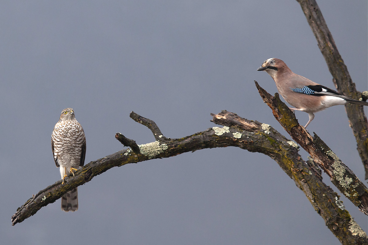 Sparrowhawk vs jay ... who will win?