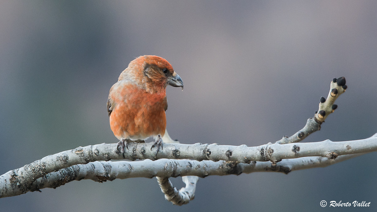 Beautiful color of male cruises