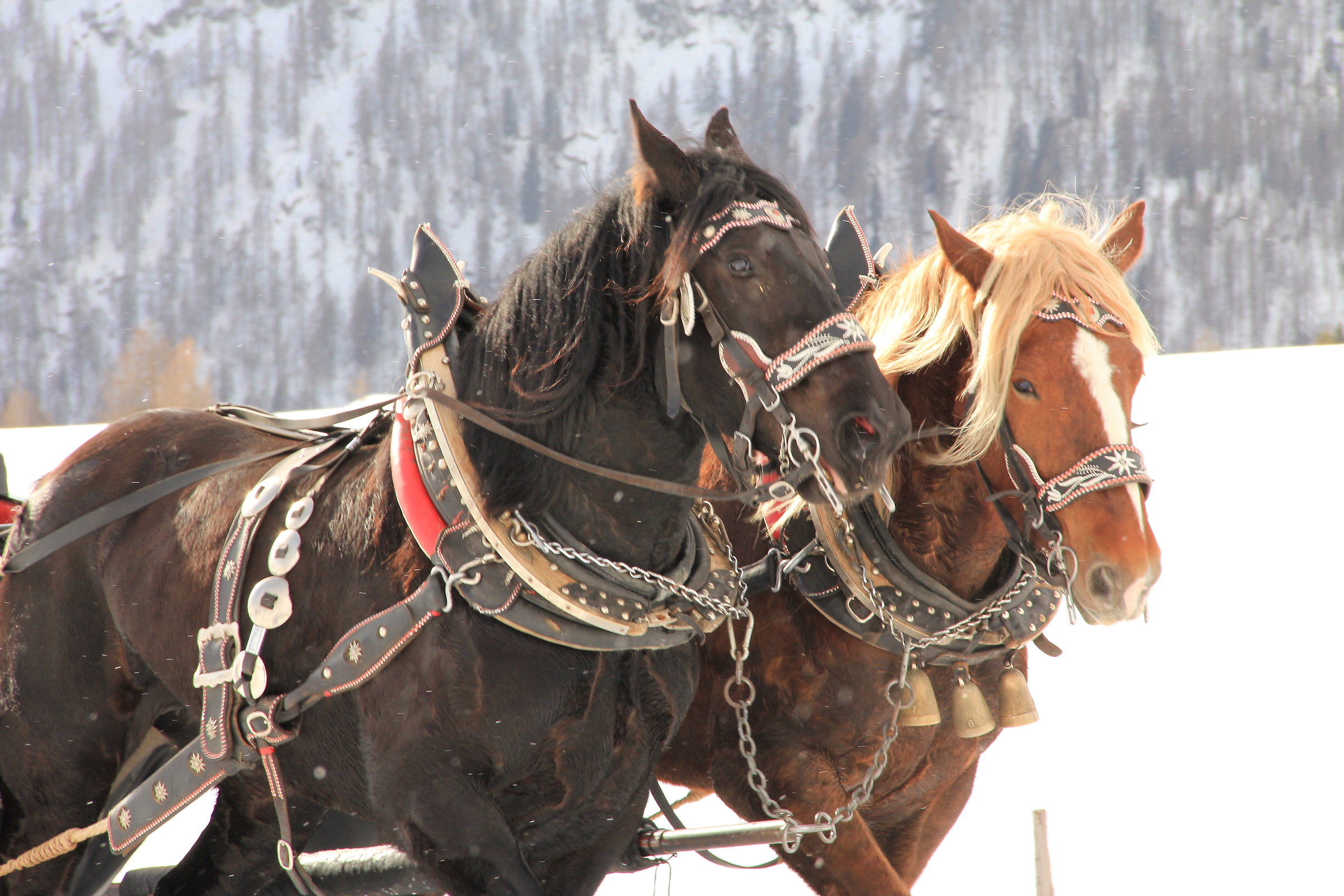 Horses in the snow