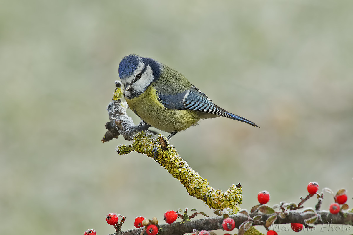 Tit, between the fog and frost.