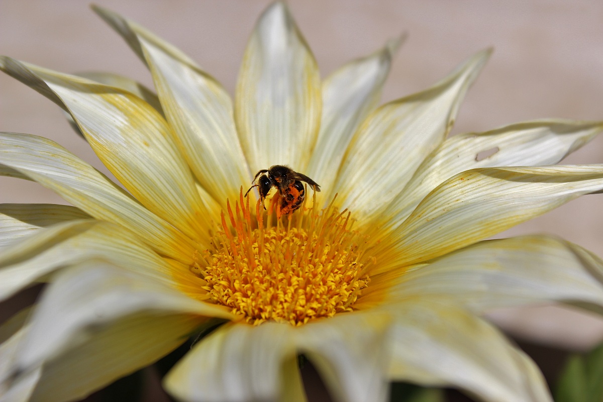 Vespa 50 al distributore di polline