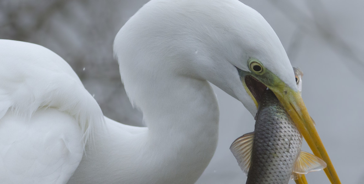 Spuntino pomeridiano