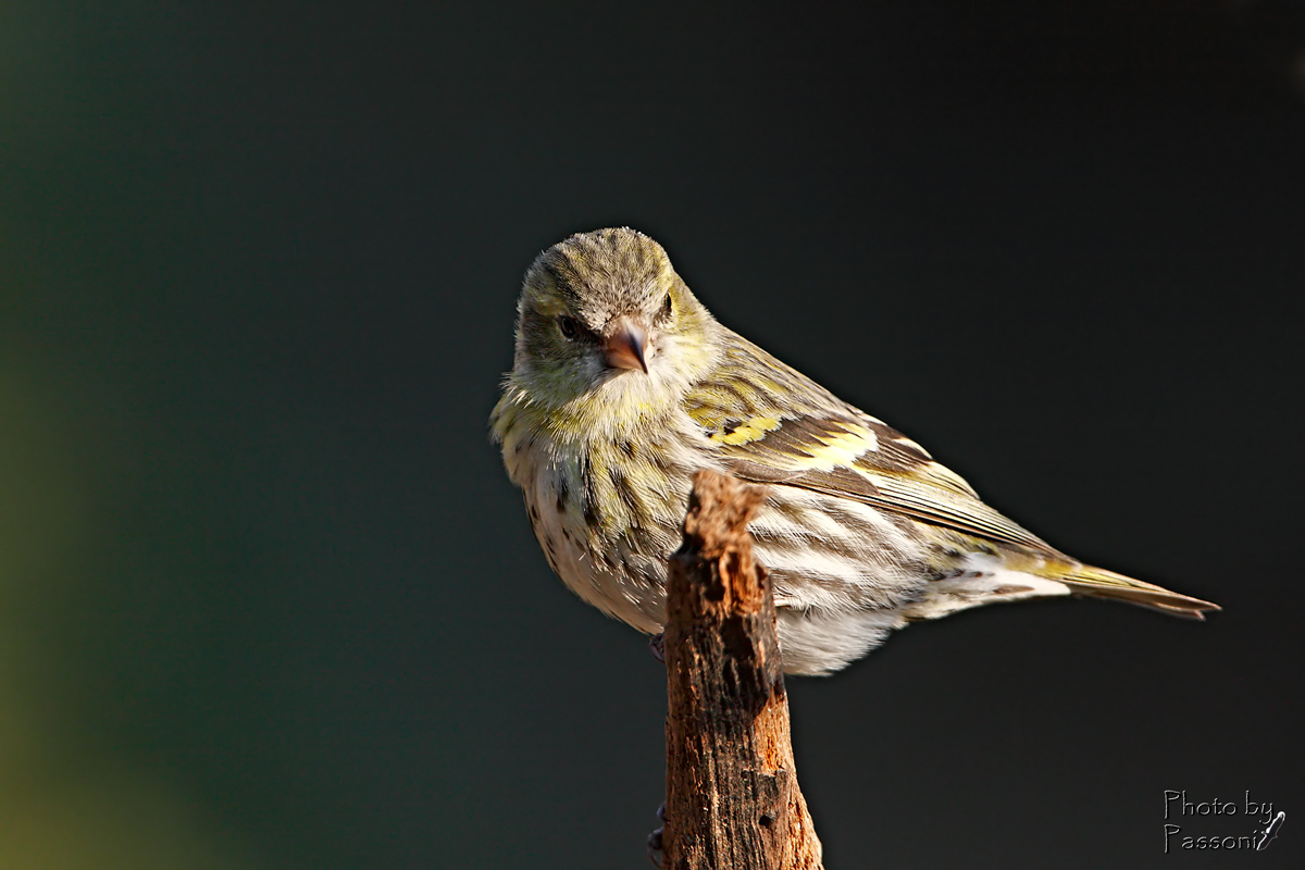 Siskin female!