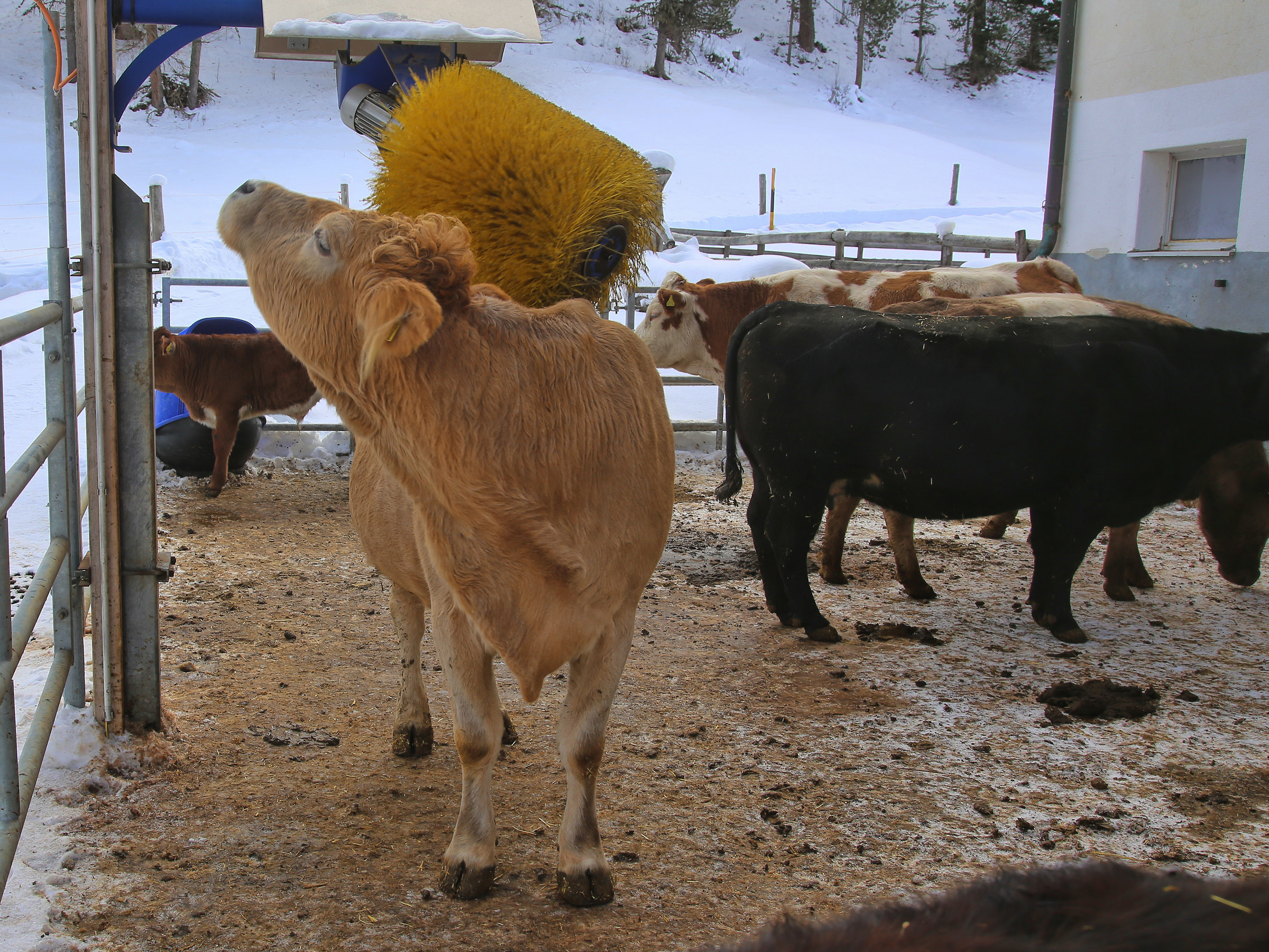 A scratch, what a pleasure!